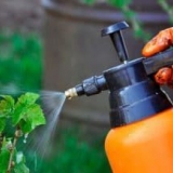 Kako preraditi ribizle nakon berbe, od bolesti i štetočina